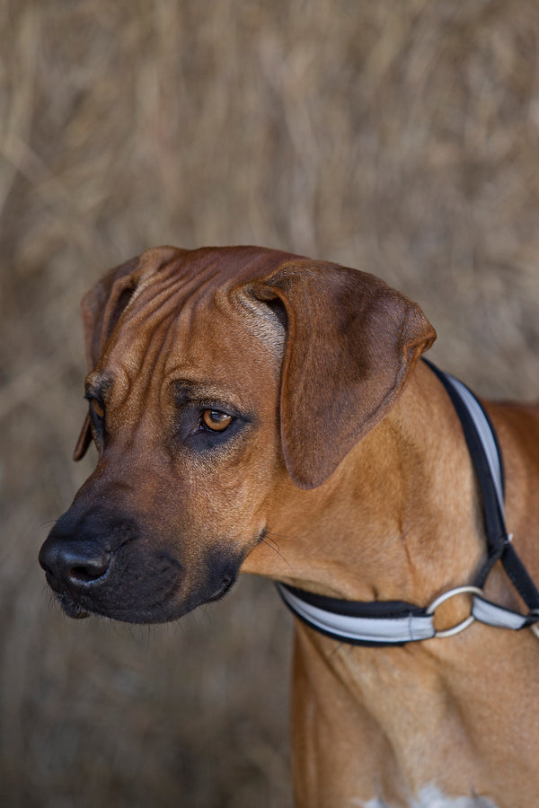 Collier pour chien Molly Back on Track