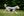 Polarowy płaszcz dla psa Horseware® Newmarket