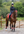 Woof Wear – Guêtres Club Woof Wear Royal Red 2 | Sellerie Bucéphale
