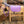 Tapis Unicorn Academy en place sur un cheval de bois equipe de son licol