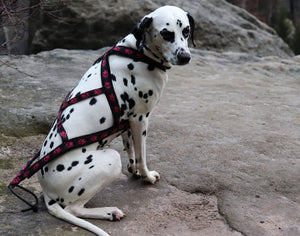 Harnais de traction X-Back PAWS Zero DC — en situation 2