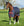 Couverture d’Extérieur Rambo® Original 200g Horseware