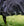 Couverture d’Extérieur Rambo® Optimo 0g Horseware