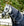 Couvre-cou Rambo® Supreme 1680D 0g Horseware