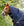 Couvre-cou Rambo® Supreme 1680D 0g Horseware