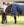 Couverture d’Extérieur Rhino® Poney 100g Horseware
