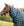 Couvre-cou Rhino® 0g Horseware