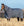 Couverture d’Extérieur Rhino® Plus 0g Horseware