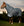 Couverture d’Extérieur Rhino® Plus 0g Horseware