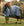 Couverture d’Extérieur Rhino® Plus 100g Horseware
