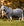 Couverture d’Extérieur Rhino® HexStop Plus 100g Horseware