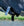 Couverture d’Extérieur Rambo® 1680D Plus 100g Horseware