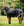 Couverture d’Extérieur Rambo® 1680D Plus 100g Horseware