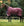 Couverture d’Extérieur Amigo® 1200D 50g Horseware