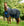 Couverture d’Extérieur Amigo® Ripstop 900D Doublure Polaire 50g Horseware