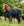 Couverture d’Extérieur Amigo® Ripstop 900D Doublure Polaire 50g Horseware