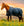 Couverture d’Extérieur Amigo® Ripstop 900D Doublure Polaire 50g Horseware