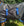 Couverture d’Extérieur Poulain Amigo® Ripstop 900D 50g Horseware