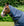Couvre-cou Amigo® 1200D XL 0g Horseware