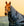 Couvre-cou Amigo® Ripstop 900D 150g Horseware