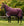 Couverture d’Extérieur Amigo® 1200D Plus 250g Horseware – Couvre-cou amovible
