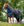 Couverture d’Extérieur Amigo® Ripstop 900D Plus 0g Horseware
