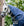Couverture d’Extérieur Amigo® Ripstop 900D Plus 100g Horseware