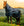 Couverture d’Extérieur Amigo® Ripstop 900D Plus 100g Horseware