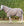 Couverture d’Extérieur Amigo® 900D Revive Plus 50g Horseware