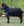 Couverture d’Extérieur Amigo® Ripstop 900D Plus Petite 200g Horseware