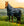 Couverture d’Extérieur Poney Amigo® Ripstop 900D Plus 0g Horseware
