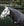 Couverture Show Ready Horseware®