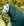 Couvre-cou d’Écurie Amigo® Ripstop Insulator 100g Horseware
