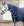 Chemise Séchante Intégrale Amigo® Jersey Horseware
