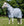 Chemise Anti-mouches Poney Amigo® Bug Rug Plus Horseware