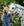 Chemise Anti-mouches Poney Amigo® Bug Rug Plus Horseware