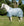 Chemise Anti-mouches Poney Amigo® Bug Rug Horseware