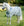 Chemise Anti-mouches Poney Amigo® Bug Rug Horseware