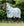 Chemise Anti-mouches Amigo® Bug Rug Plus Horseware