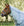 Couvre-cou Anti-mouches Amigo® Bug Rug Horseware