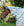 Couvre-cou Anti-mouches Amigo® Bug Rug Horseware