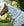 Couvre-cou Anti-mouches Amigo® Bug Rug Horseware