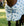 Chemise Anti-mouches Amigo® Bug Rug XL Plus Horseware