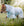 Chemise Anti-mouches Amigo® AmEco Bug Buster Plus Horseware