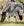 Chemise Anti-mouches Amigo® CamoFly Plus Horseware