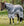 Chemise Anti-mouches Amigo® CamoFly Plus Horseware