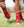 Woof Wear – Guêtres Sports Medicine Air-Tech Premier Equine Red 2 | Sellerie Bucéphale
