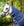 Couverture d’Extérieur Rhino® Plus Poney 250g Vari-Layer Horseware