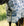 Chemise Anti-mouches Amigo® Bug Rug Plus Petite Horseware