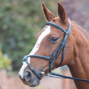 Bridon Avignon a muserolle croisee Shires